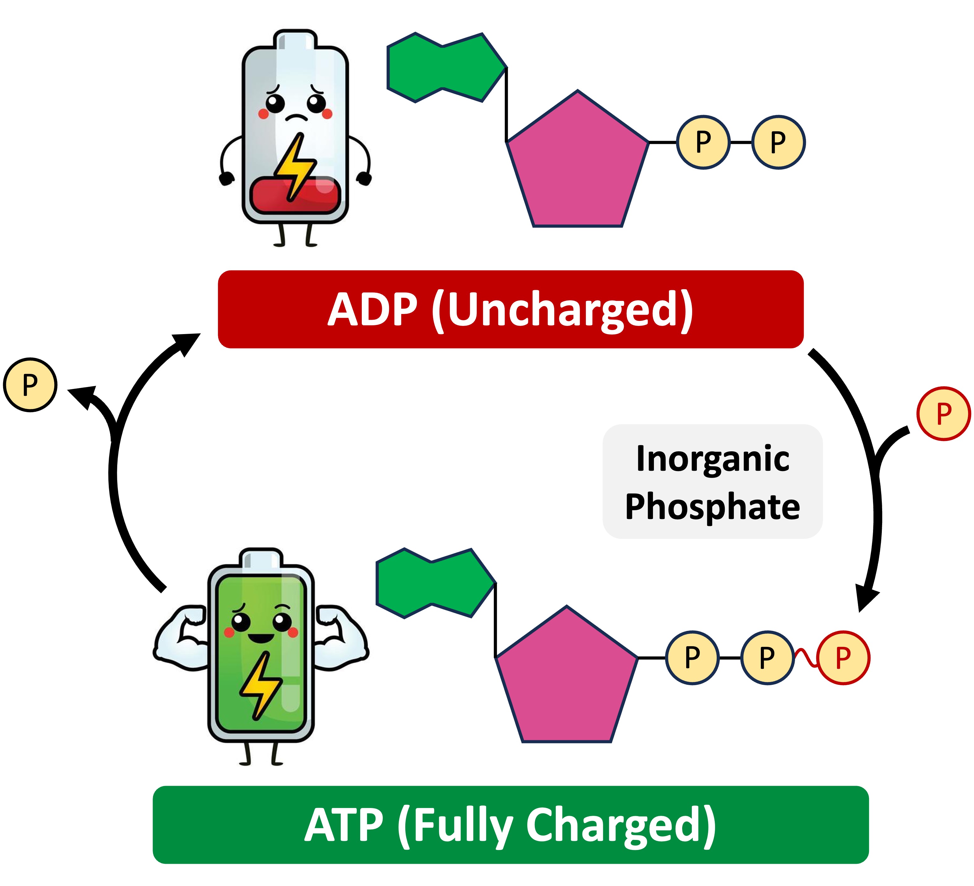 Does Atp Or Adp Have Higher Potential Energy Coenzymes